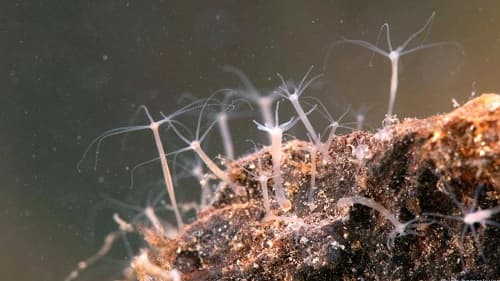 Câu trắc nghiệm Sinh học lớp 7 Bài 8 có đáp án: Thủy tức