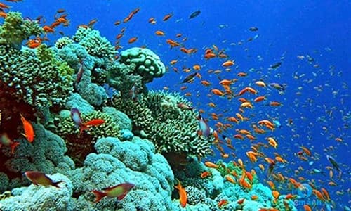 50 câu trắc nghiệm Sinh học lớp 7 Ôn tập thi có đáp án: thi giữa học kỳ 1