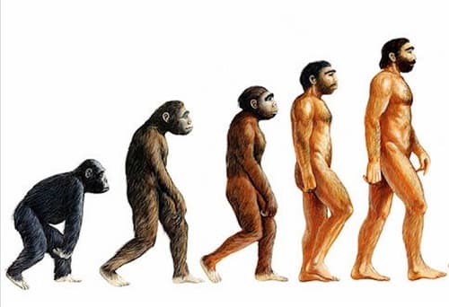 Câu trắc nghiệm Sinh học lớp 8 Bài 11 có đáp án: Tiến hóa của hệ vận động