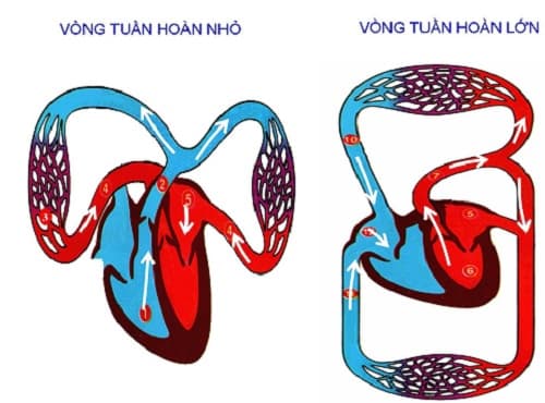 Câu trắc nghiệm Sinh học lớp 8 Bài 16 có đáp án: Tuần hoàn máu và lưu thông bạch huyết