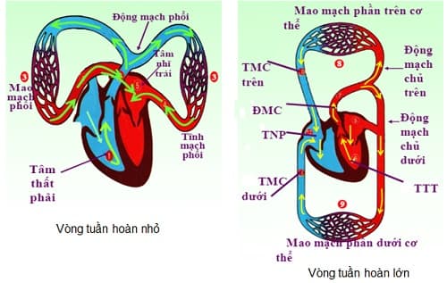 Câu trắc nghiệm Sinh học lớp 8 Bài 16 có đáp án: Tuần hoàn máu và lưu thông bạch huyết (tiếp)