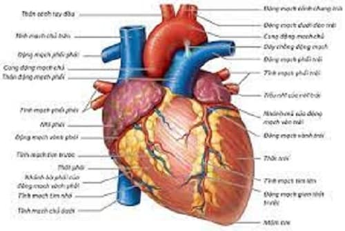Câu trắc nghiệm Sinh học lớp 8 Bài 17 có đáp án: Tim và mạch máu