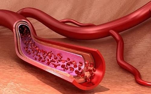Câu trắc nghiệm Sinh học lớp 8 Bài 17 có đáp án: Tim và mạch máu (tiếp)