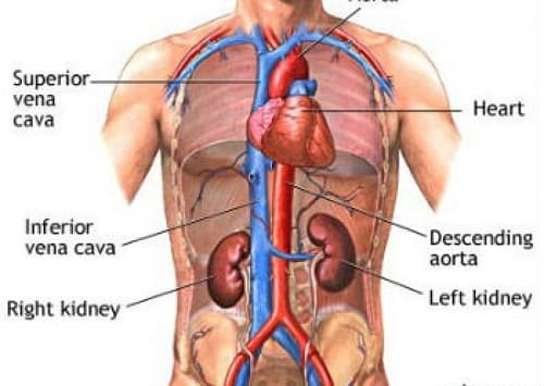 Câu trắc nghiệm Sinh học lớp 8 Bài 2 có đáp án: Cấu tạo cơ thể người