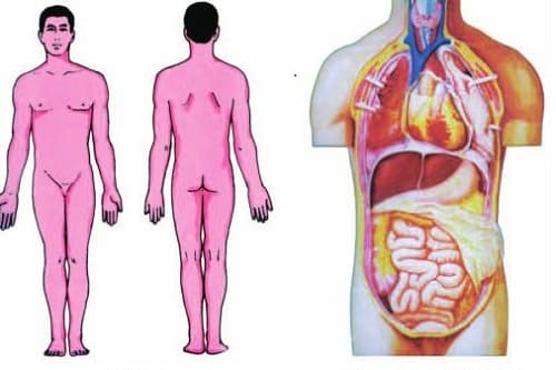 Câu trắc nghiệm Sinh học lớp 8 Bài 2 có đáp án (tiếp)