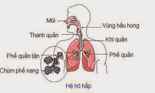 Câu trắc nghiệm Sinh học lớp 8 Bài 20 có đáp án: Hô hấp và các cơ quan hô hấp (tiếp)