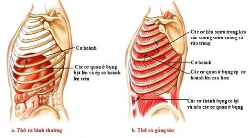 Câu trắc nghiệm Sinh học lớp 8 Bài 21 có đáp án: hoạt động hô hấp