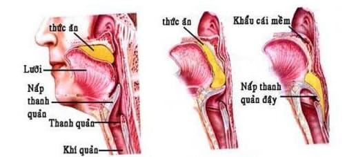 Câu trắc nghiệm Sinh học lớp 8 Bài 25 có đáp án: Tiêu hóa ở khoang miệng