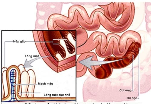 Câu trắc nghiệm Sinh học lớp 8 Bài 28 có đáp án: Tiêu hóa ở ruột non