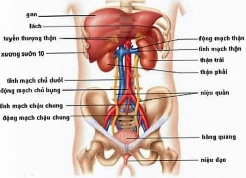 Câu trắc nghiệm Sinh học lớp 8 Bài 38 có đáp án: Bài tiết và cấu tạo hệ bài tiết nước tiểu