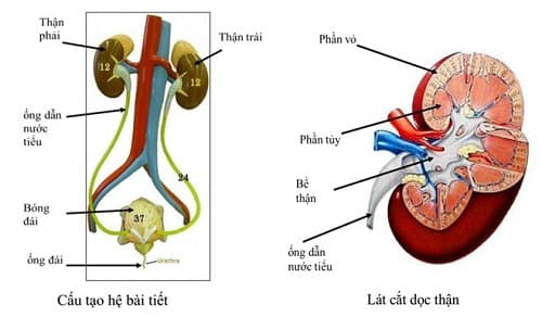 Câu trắc nghiệm Sinh học lớp 8 Bài 38 có đáp án: Bài tiết và cấu tạo hệ bài tiết nước tiểu (tiếp)