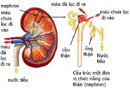 Câu trắc nghiệm Sinh học lớp 8 Bài 39 có đáp án: Bài tiết nước tiểu