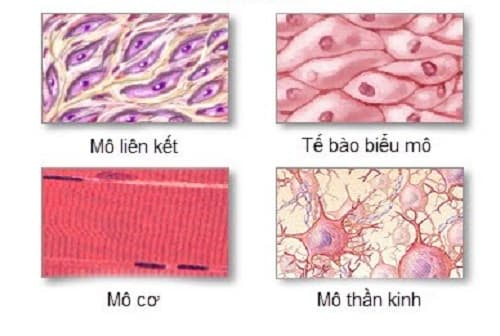 Câu trắc nghiệm Sinh học lớp 8 Bài 4 có đáp án: Mô