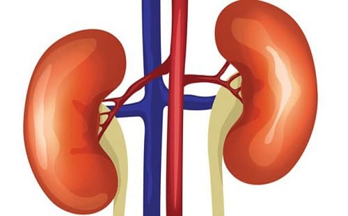 Câu trắc nghiệm Sinh học lớp 8 Bài 40 có đáp án: Vệ sinh hệ bài tiết nước tiểu (tiếp)