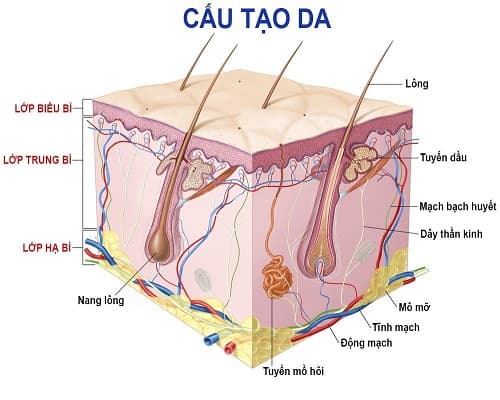 Câu trắc nghiệm Sinh học lớp 8 Bài 41 có đáp án: Cấu tạo và chức năng của da