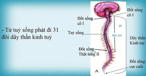 Câu trắc nghiệm Sinh học lớp 8 Bài 45 có đáp án: Dây thần kinh tủy