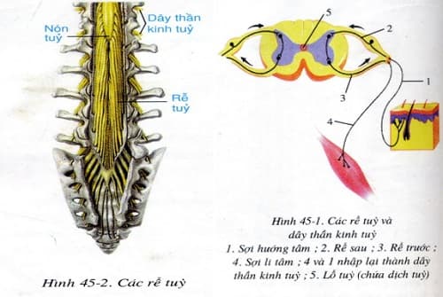 Câu trắc nghiệm Sinh học lớp 8 Bài 45 có đáp án: Dây thần kinh tủy (tiếp)