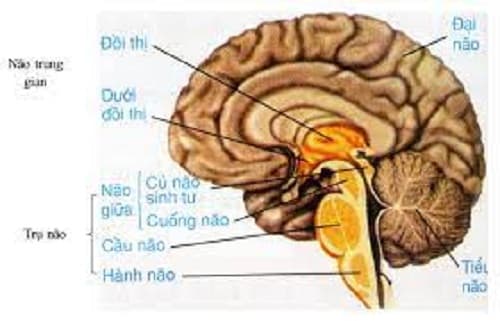 Câu trắc nghiệm Sinh học lớp 8 Bài 46 có đáp án: Trụ não, tiểu não, não trung gian