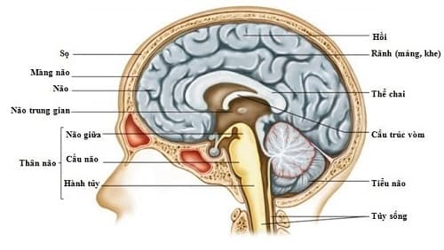 Câu trắc nghiệm Sinh học lớp 8 Bài 46 có đáp án: Trụ não, tiểu não, não trung gian (tiếp)