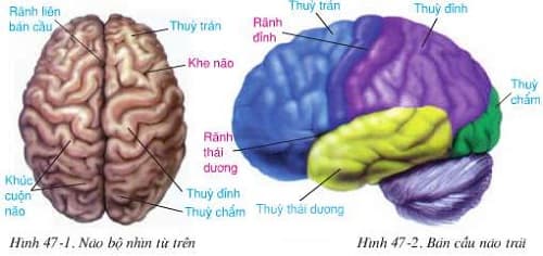 Câu trắc nghiệm Sinh học lớp 8 Bài 47 có đáp án: Đại não