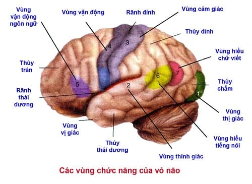 Câu trắc nghiệm Sinh học lớp 8 Bài 47 có đáp án: Đại não (tiếp)