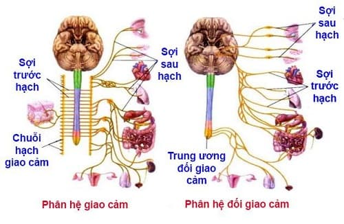 Câu trắc nghiệm Sinh học lớp 8 Bài 48 có đáp án: Hệ thần kinh sinh dưỡng