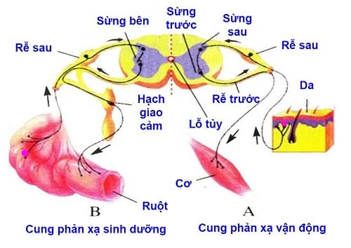 Câu trắc nghiệm Sinh học lớp 8 Bài 48 có đáp án: Hệ thần kinh sinh dưỡng (tiếp)