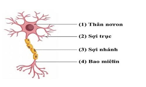 Câu trắc nghiệm Sinh học lớp 8 Bài 6 có đáp án (tiếp)