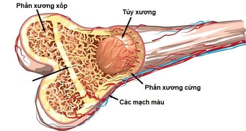 Câu trắc nghiệm Sinh học lớp 8 Bài 8 có đáp án: Cấu tạo và tính chất của xương