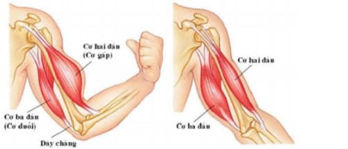 Câu trắc nghiệm Sinh học lớp 8 Bài 9 có đáp án: Cấu tạo và tính chất của cơ (phần tiếp)