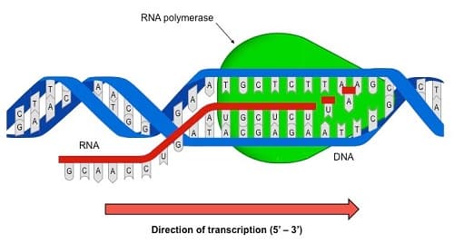 Câu trắc nghiệm Sinh học lớp 9 Bài 17 có đáp án: Mối quan hệ giữa gen và ARN