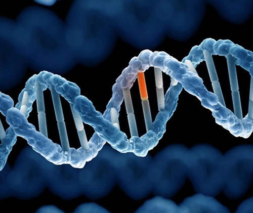 Câu trắc nghiệm Sinh học lớp 9 ôn thi, ôn vào 10, Bài 16 có đáp án: ADN và bản chất của gen