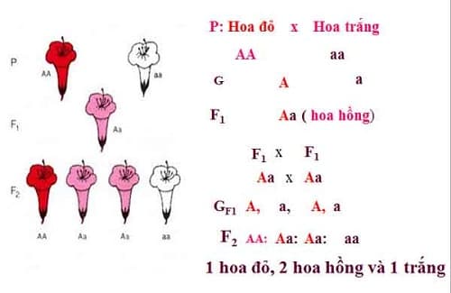 Câu trắc nghiệm Sinh học lớp 9 ôn thi, ôn vào 10, Bài 2 có đáp án: Lai một cặp tính trạng (Phần 4)