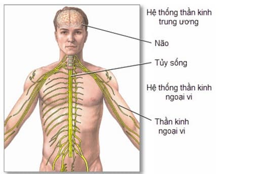 Câu trắc nghiệm Sinh lớp 8 Bài 43 có đáp án: Hệ thần kinh và giác quan