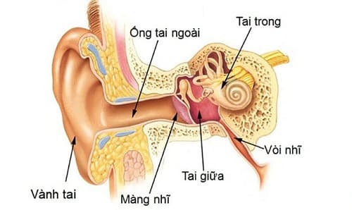 Câu trắc nghiệm Sinh học lớp 8 Bài 51 có đáp án: Cơ quan phân tích thính giác