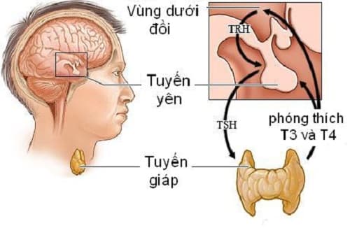 Câu trắc nghiệm Sinh lớp 8 Bài 56 có đáp án: Tuyến yên, tuyến giáp (tiếp)