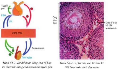 Câu trắc nghiệm Sinh lớp 8 Bài 58 có đáp án: Tuyến sinh dục (tiếp)