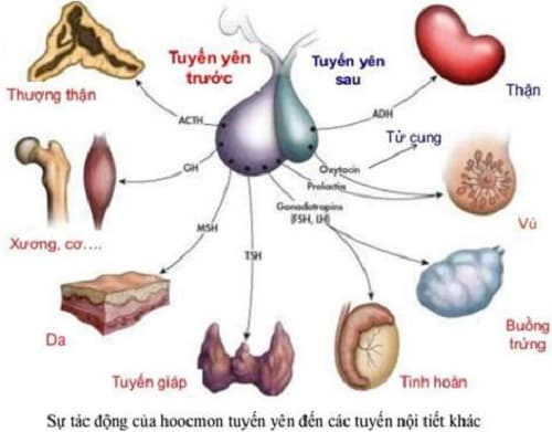 Câu trắc nghiệm Sinh lớp 8 Bài 59 có đáp án: Sự điều hoà và phối hợp hoạt động của các tuyến nội tiết (tiếp)