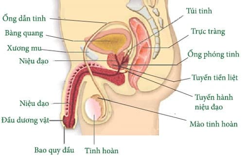 Câu trắc nghiệm Sinh lớp 8 Bài 60 có đáp án: Cơ quan sinh dục nam (tiếp)