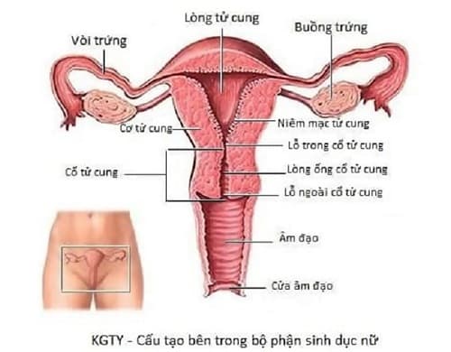 Câu trắc nghiệm Sinh lớp 8 Bài 61 có đáp án: Cơ quan sinh dục nữ (tiếp)