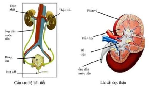 Đề kiểm tra Sinh học lớp 8 Chương 7 có đáp án: Bài tiết