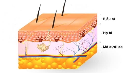 Đề kiểm tra Sinh học lớp 8 Chương 8: Da