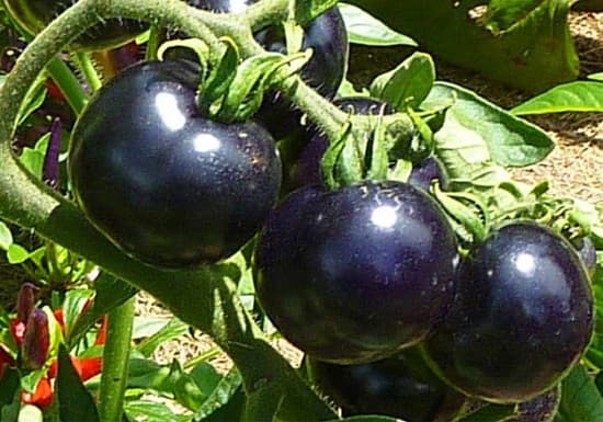 Bí quyết trồng cà chua cherry ra sai quả, ít nhiễm sâu bệnh