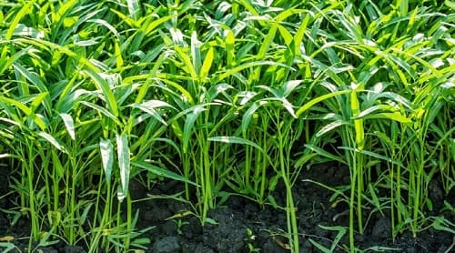 Chính thức loại bỏ thuốc bảo vệ thực vật chứa glyphosate tại Việt Nam