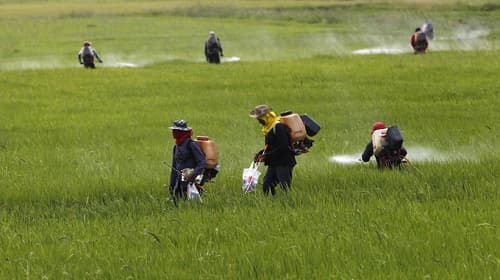 Danh mục thuốc bảo vệ thực vật bị cấm sử dụng tại Việt Nam theo Thông tư mới nhất