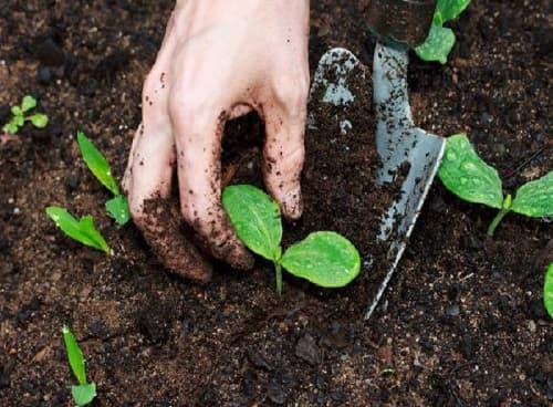 Hướng dẫn cách xử lý đất trước khi trồng rau tại nhà