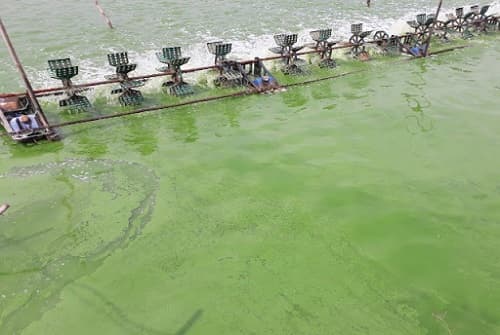 Làm thế nào kiểm soát các loại tảo gây hại trong ao nuôi tôm