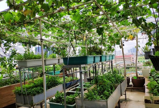 Những điều lưu ý khi trồng rau trên sân thượng