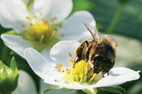 Thuốc trừ sâu nào làm suy giảm quần thể các loài ong