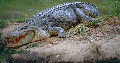 Cá sấu có thể hạ gục con mồi lớn vì sao?